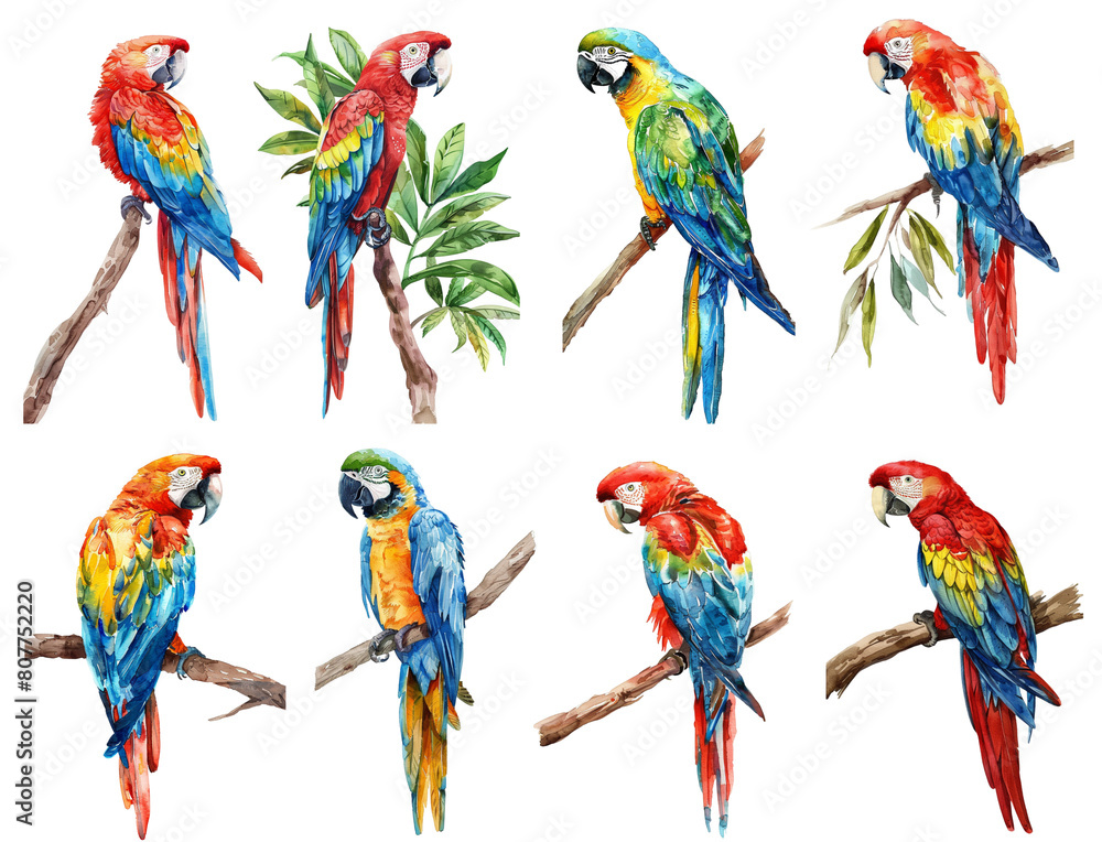 Naklejka premium Set of watercolor parrots isolated on transparent background.