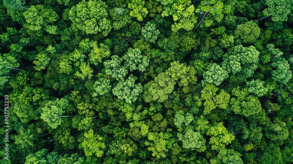 Aerial View of Forest. A Young Green Plantation Field with Trees and Nature Environment