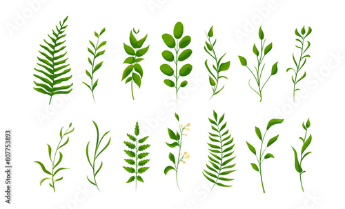Wallpaper Mural Big set collection of green forest fern, tropical green. Isolated Natural leaves. Pear, Apricot, Mulberry, Walnut, Plum Torontodigital.ca