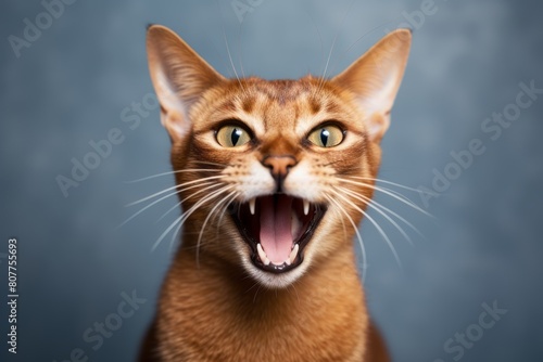 Medium shot portrait photography of a smiling abyssinian cat growling on minimalist or empty room background