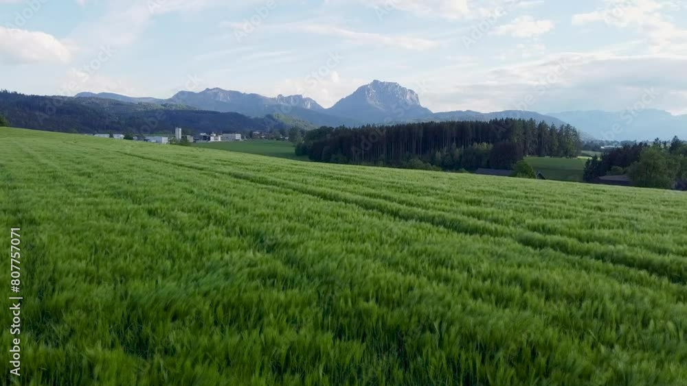 Shallow drone flight towards mountains over crops field Shallow drone flight towards mountains over crops field