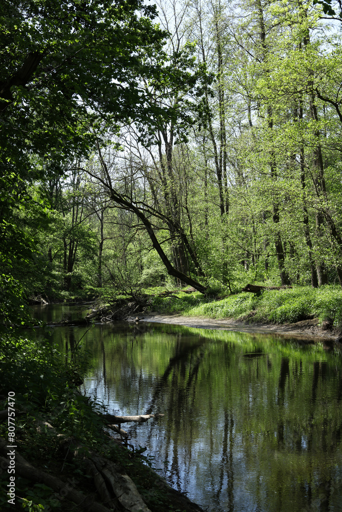 summer landscape with a river in the green forest summer landscape with a river in the green forest