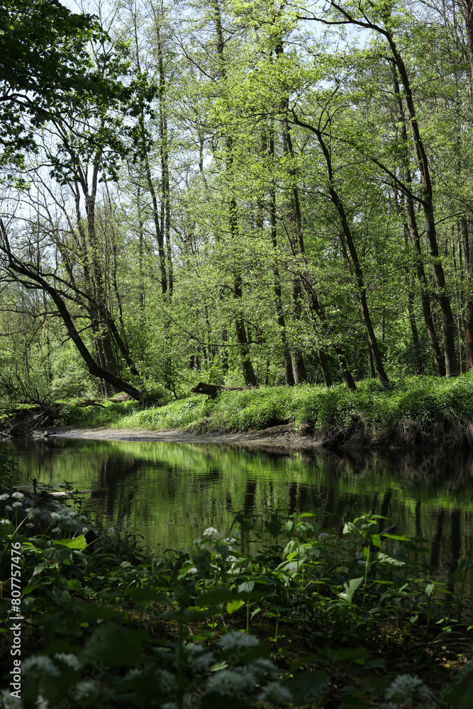 summer landscape with a river in the green forest summer landscape with a river in the green forest