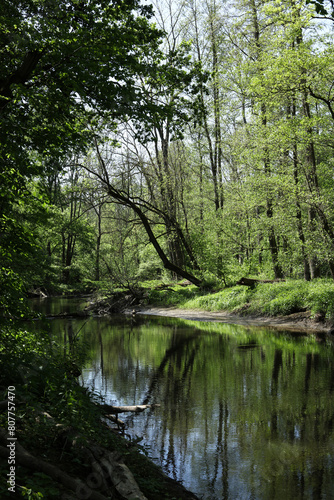 summer landscape with a river in the green forest