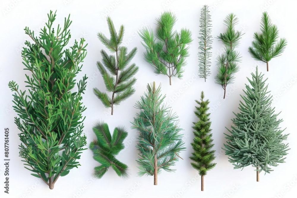 3d rendering, spruce twigs set, Christmas tree elements, coniferous clip art collection, isolated on white background 3d rendering, spruce twigs set, Christmas tree elements, coniferous clip art collection, isolated on white background