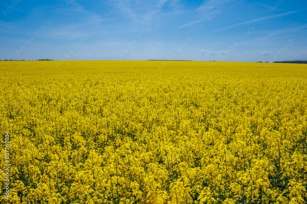 field of beautiful springtime golden flower of rapeseed with blue sky, canola colza in Latin Brassica napus, rapeseed is plant for green industry field of beautiful springtime golden flower of rapeseed with blue sky, canola colza in Latin Brassica napus, rapeseed is plant for green industry