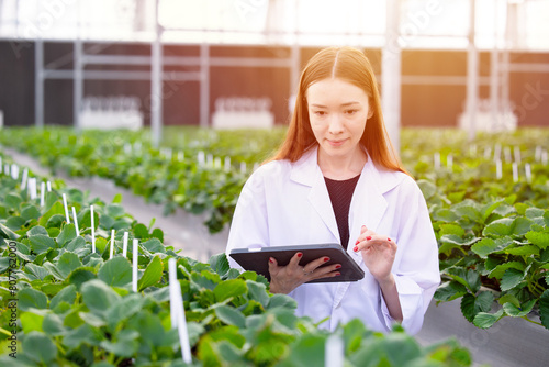 scientist agronomist working using tablet software smart farming digital technology at strawberry fruit field © Quality Stock Arts