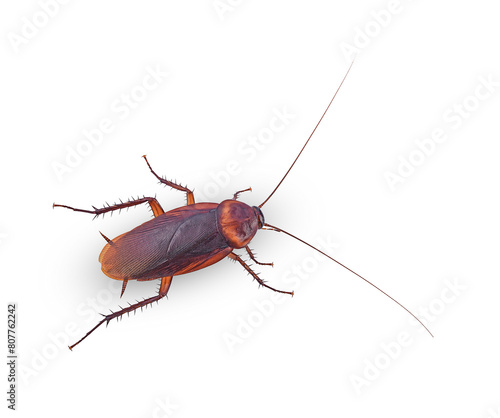 brown cockroach isolated on white background(top view)