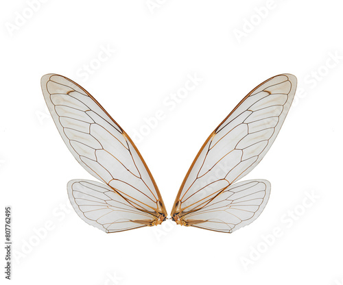 cicada insect wings on a white,isolated