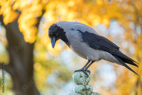 The hooded crow against the background of autumn yellow leaves. Corvus cornix