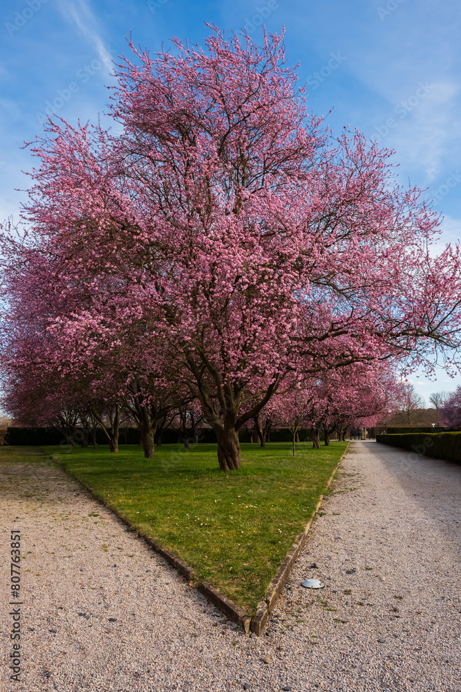 Fototapeta premium Flowering trees in the park at Troya Castle in Prague in spring