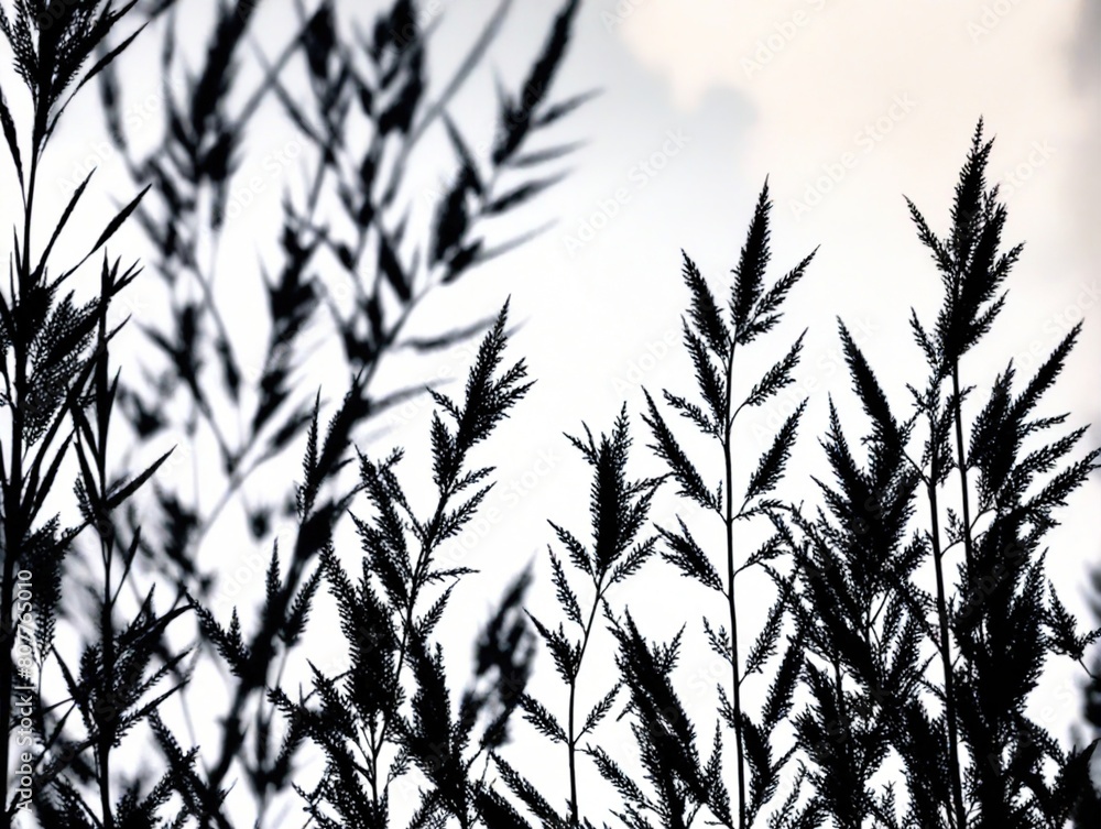 grass in the wind grass in the wind