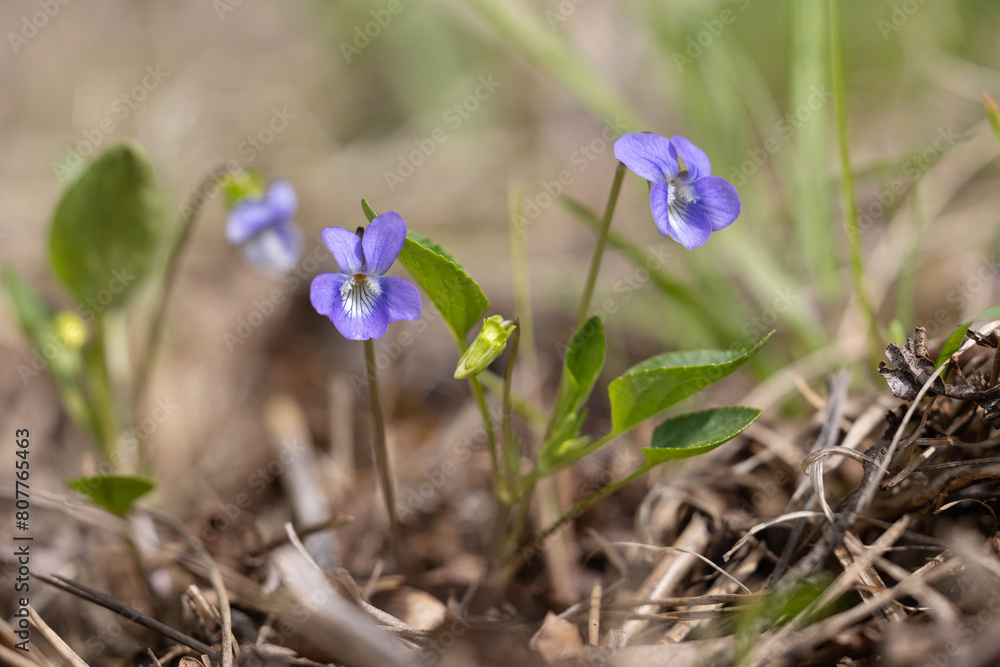 Heath Dog Violet (Viola canina) Heath Dog Violet (Viola canina)