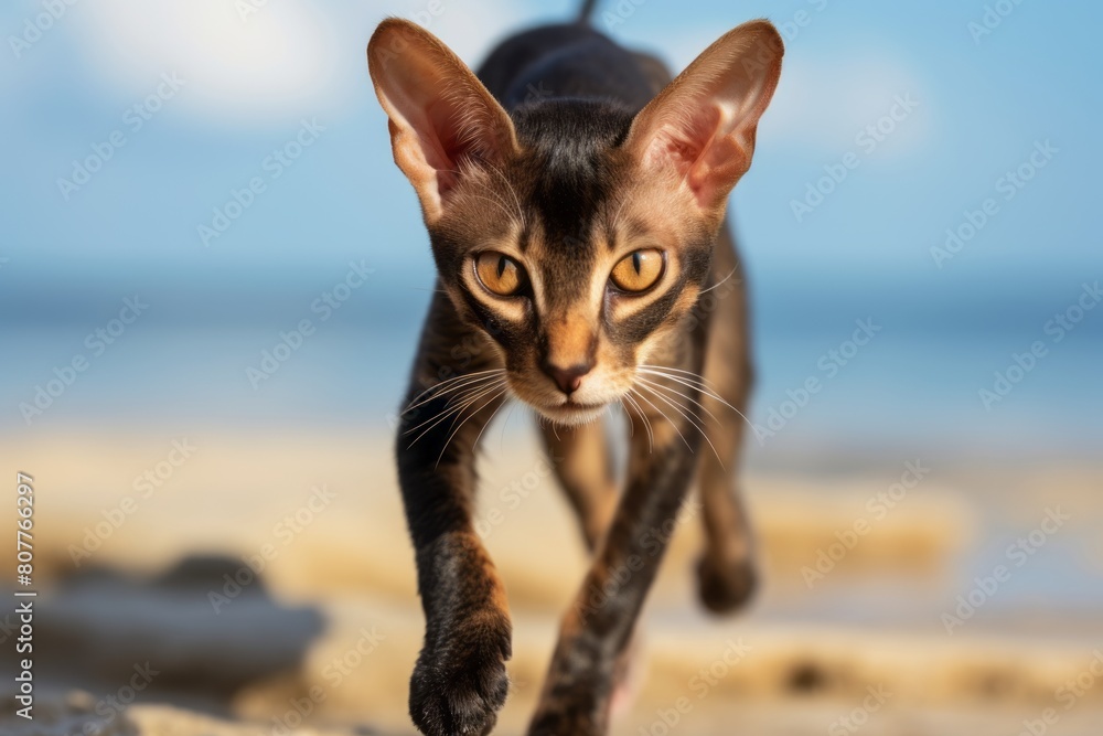 Obraz premium Medium shot portrait photography of a cute oriental shorthair cat hopping while standing against beach background