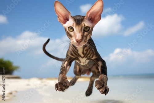 Group portrait photography of a funny oriental shorthair cat leaping isolated in beach background