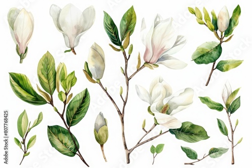 Watercolor botanical illustration  magnolia tree green leaves collection  spring nature  floral design elements isolated on white background 