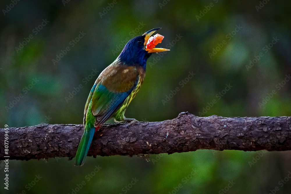 Great Barbet Psilopogon Virens Great Barbet Psilopogon Virens