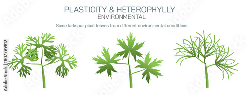 Heterophylly plasticity refers to the different shapes of leaves present at different stages of life or different environmental conditions. It can be environmental, habitual and developmental vector.