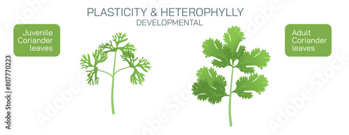 Heterophylly plasticity refers to the different shapes of leaves present at different stages of life or different environmental conditions. It can be environmental, habitual and developmental vector.