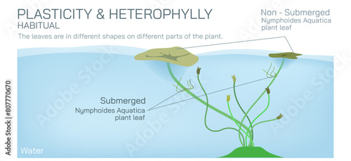 Heterophylly plasticity refers to the different shapes of leaves present at different stages of life or different environmental conditions. It can be environmental, habitual and developmental vector.