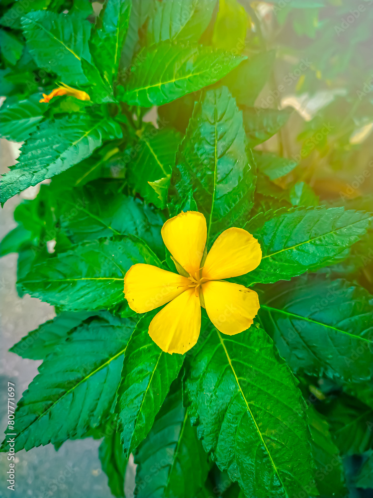 Close-up photo of yellow flowers. Close-up photo of yellow flowers.
