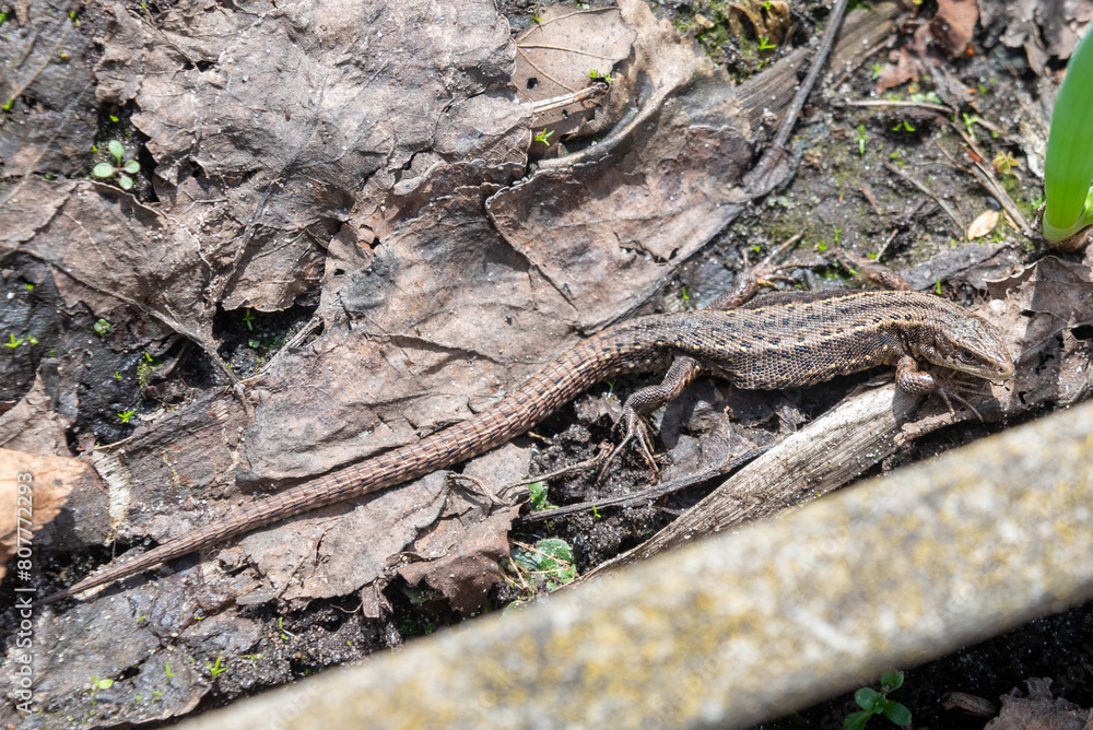 A camouflaged lizard basks in the spring sunshine. A camouflaged lizard basks in the spring sunshine.