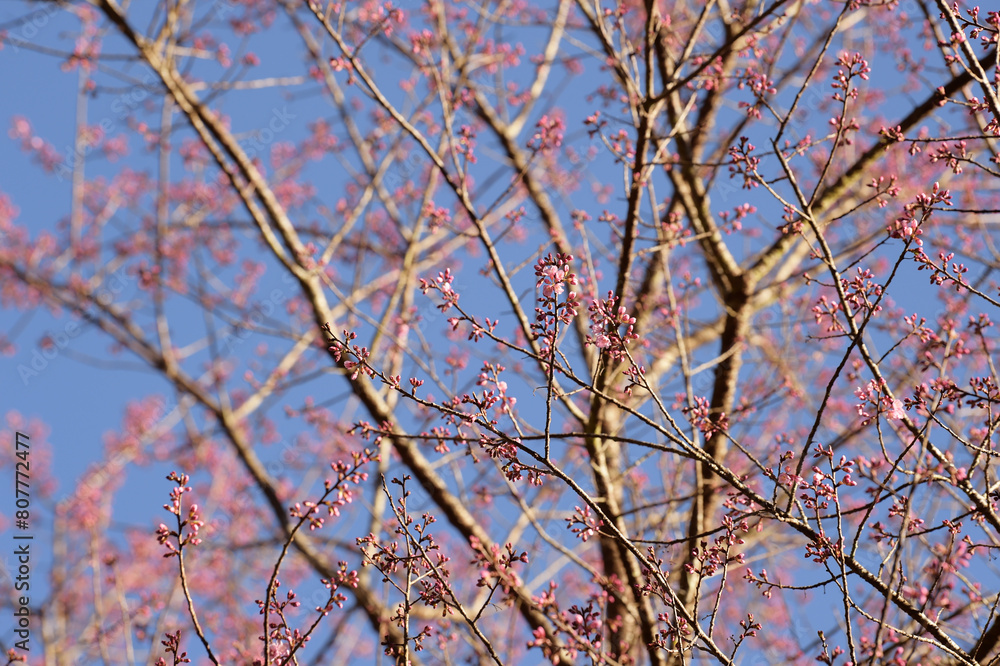 Phaya suae flower or sakura flower in Thailand Phaya suae flower or sakura flower in Thailand