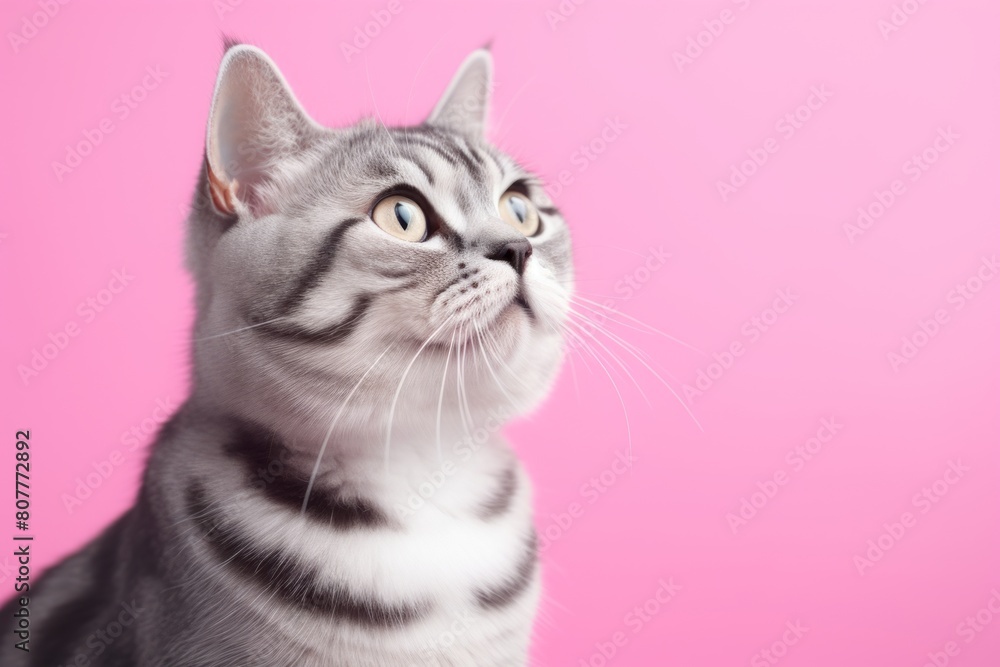 Medium shot portrait photography of a curious american shorthair cat grooming while standing against pastel or soft colors background Medium shot portrait photography of a curious american shorthair cat grooming while standing against pastel or soft colors background
