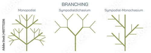 Cutting a stem to a bud or a branch of a plant is called branching and pruning. By cutting to an outside bud, the new shoots will not grow through the interior of the plants Vector illustration.