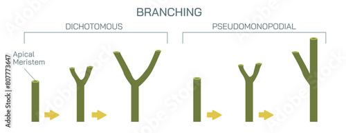 Cutting a stem to a bud or a branch of a plant is called branching and pruning. By cutting to an outside bud, the new shoots will not grow through the interior of the plants Vector illustration.