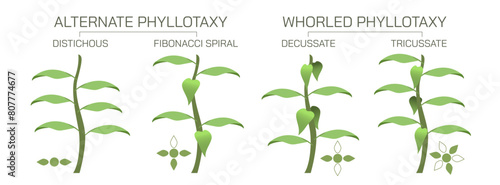 The arrangement of leaves on a stem is known as phyllotaxy, leaves can be classified as either alternate, spiral, opposite, or whorled. vector illustration. Types of leaf arrangements specification.