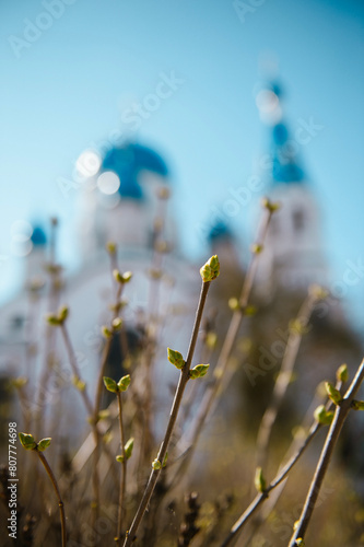 Buds on a tree bloom in spring against the backdrop of the church