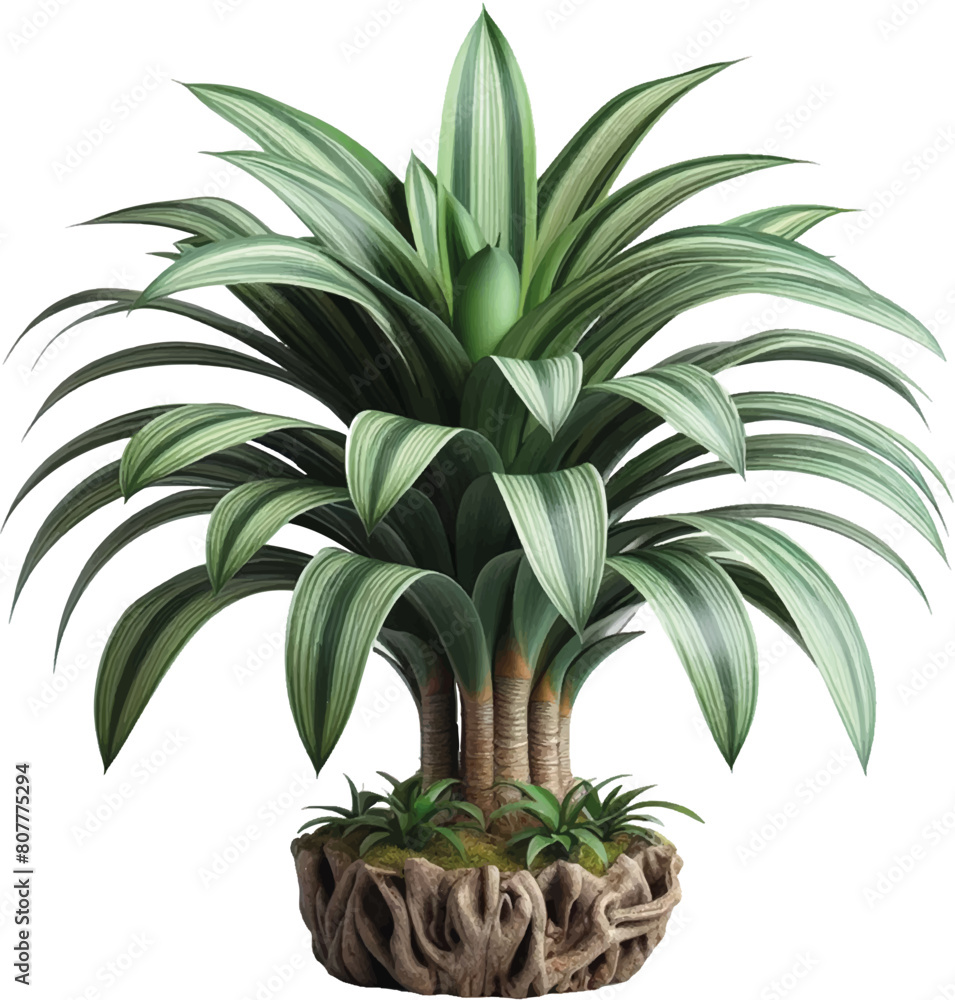 Fototapeta premium dracena tree isolated on white