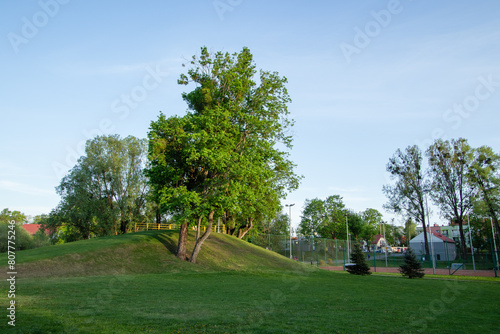 trees in the park