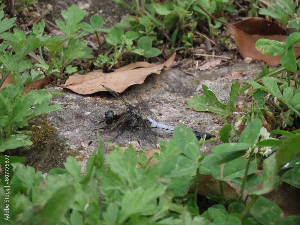 地面にとまるシオヤトンボ