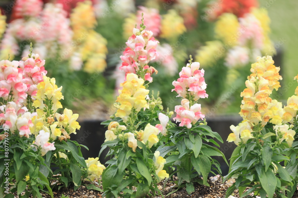 Obraz premium 花壇に咲くカラフルなキンギョソウの花