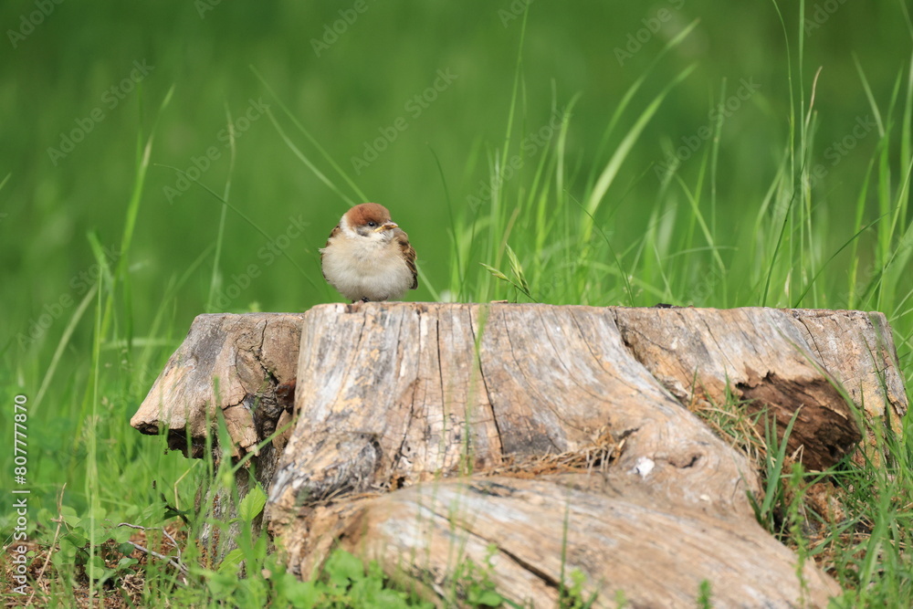 Obraz premium 切株にとまるスズメの幼鳥