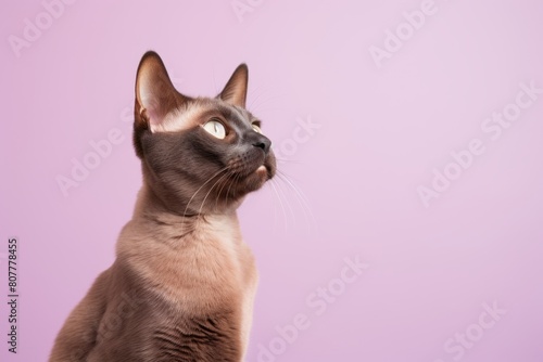 Full-length portrait photography of a curious burmese cat stretching a back over pastel or soft colors background photo