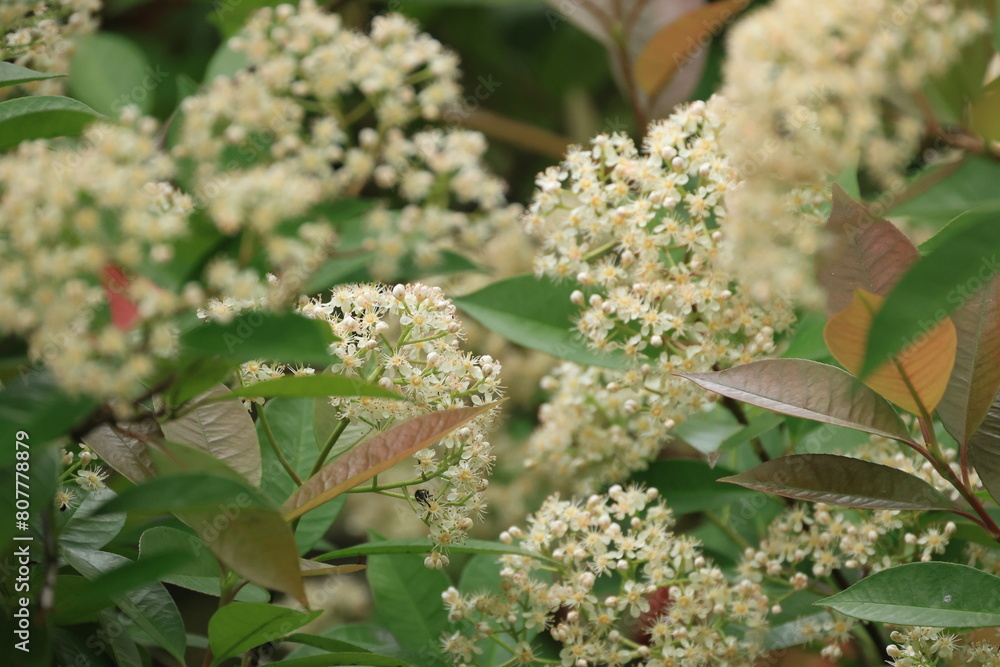 開花した白いレットロビンの花 開花した白いレットロビンの花