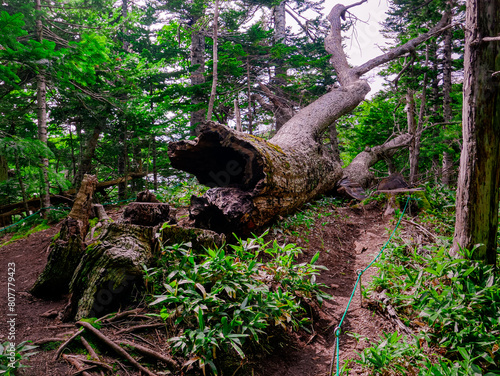 A strikingly large, withered Sakhalin Spruce lies fallen behind a patch of Kuril bamboo near the Third Lake in Shiretoko Five Lakes National Park, Hokkaido, Japan. photo