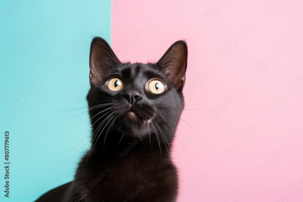 Close-up portrait photography of a cute bombay cat scratching while standing against pastel or soft colors background Close-up portrait photography of a cute bombay cat scratching while standing against pastel or soft colors background
