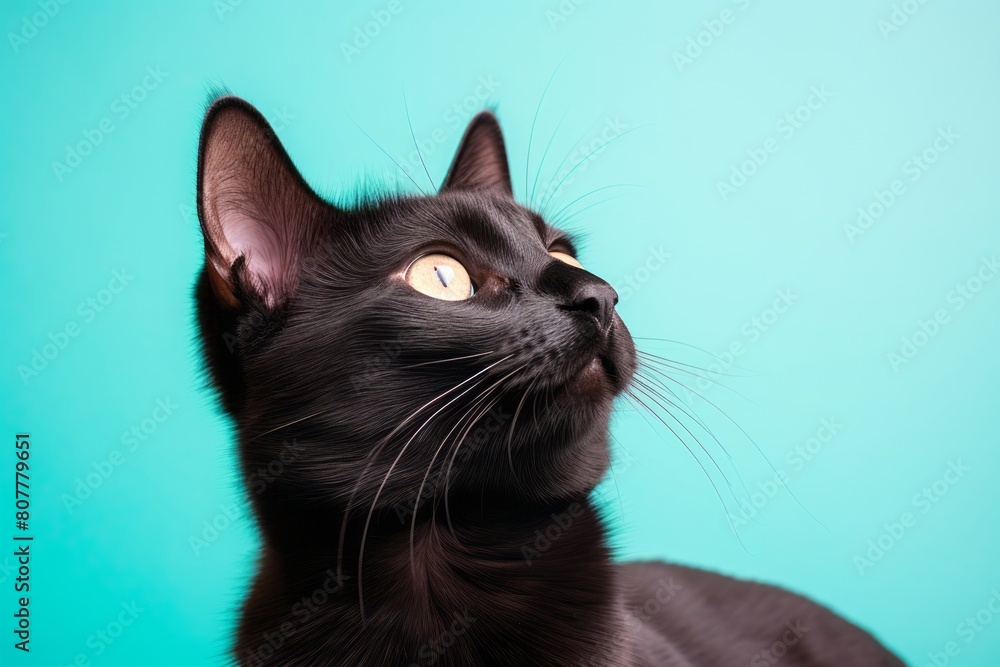 Close-up portrait photography of a cute bombay cat scratching while standing against pastel or soft colors background