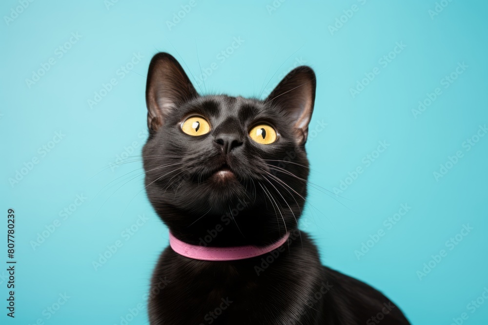 Environmental portrait photography of a happy bombay cat belly showing in front of pastel or soft colors background
