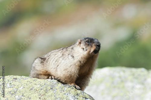 Black-capped marmot (Marmota camtschatica) Barguzinsky District, Siberia, Russia. October.  photo