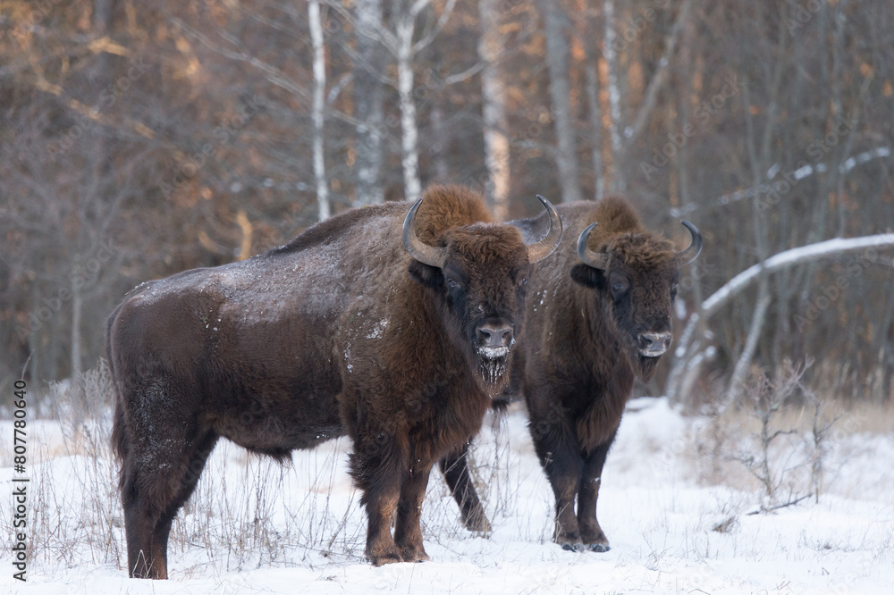 European bison (Bison bonasus) in snow, Bryansk, Central Federal District, Russia. January. European bison (Bison bonasus) in snow, Bryansk, Central Federal District, Russia. January.