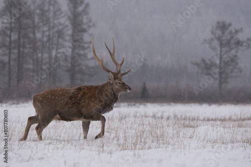 Sika deer (Cervus nippon) stag in snow, Vladivostok, Primorsky Krai, Far East Russia.  December.  photo