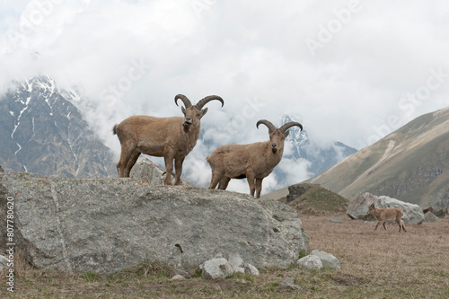 East Caucasian tur (Capra cylindricornis) Caucasus, Russia. May.  photo