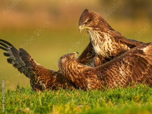 Common buzzard (Buteo buteo) two fighting over food, UK.  photo