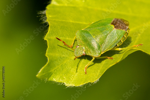 Green shield bug (Palomena prasina) on Beech (Fagus sylvatica) leaf. Cornwall, England, UK. May.  photo