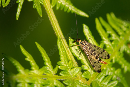 Scorpion fly (Panorpa sp) female basking on Bracken (Pteridium aquilinum). Cornwall, England, UK. May.  photo